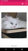 خلفيات قطط كيوت بدون نت screenshot 8