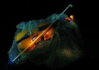 Violin Wallpaper screenshot 3
