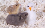 Puzzle - Cute Hamsters screenshot 9