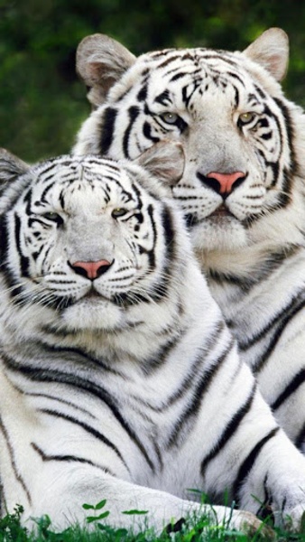 Tiger Live Wallpaper - Preview 7
