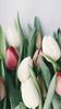 Tulip Wallpapers screenshot 9