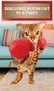 Boxing Cat screenshot 2