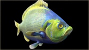 Aquarium and Fishes screenshot 2