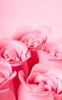 Pink Rose Live Wallpaper screenshot 3