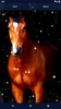 Majestic Horse Live Wallpaper screenshot 4