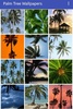 Palm Tree Wallpapers screenshot 1