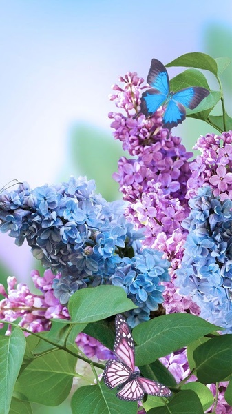 Spring Flowers Live Wallpaper - Preview 8