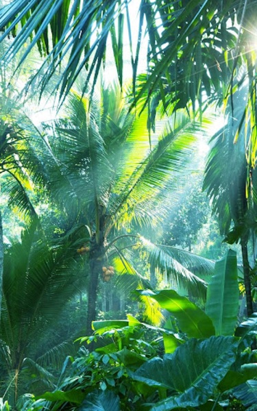 Jungle Live Wallpaper - Preview 6