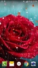 Rose Droplets Live Wallpaper screenshot 7