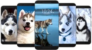 Husky Dog Wallpaper HD screenshot 2