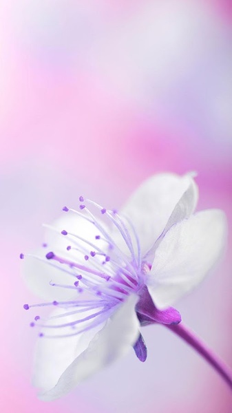 Spring Flowers Live Wallpaper - Preview 5