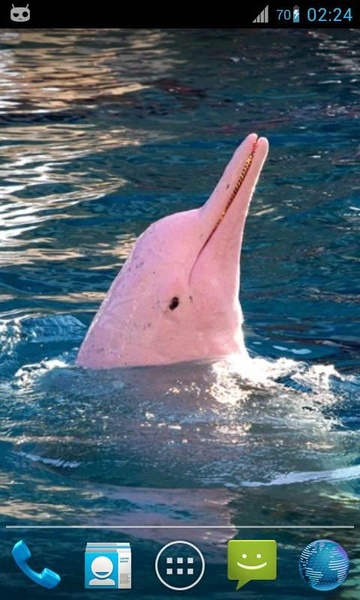 Magic Ripple Cute Dolphin - Preview 1
