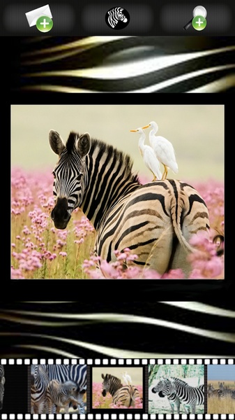 Zebra Wallpapers - Preview 7