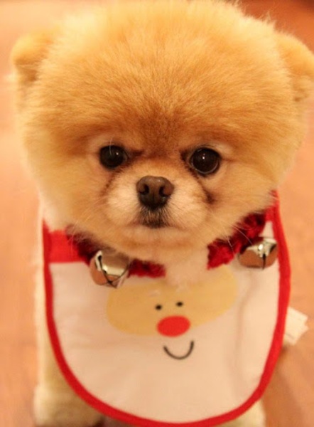 Puppy Wallpaper - Preview 6