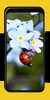 Ladybug Wallpapers screenshot 6