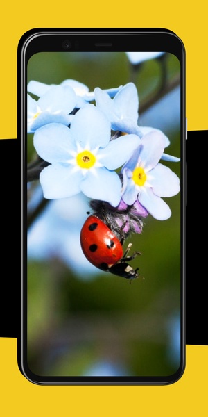 Ladybug Wallpapers - Preview 6