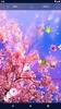 Cherry Blossom Live Wallpaper screenshot 4