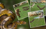 Wild Anaconda Snake Attack Sim screenshot 7