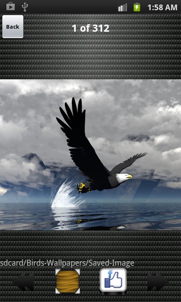 Birds Wallpapers HD - Preview 2