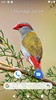 Bird Wallpaper HD screenshot 2