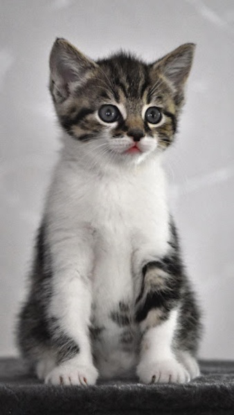 Interactive Kitten - Preview 5