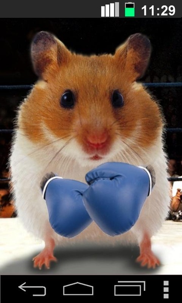 Hamster Live Wallpapper - Preview 2