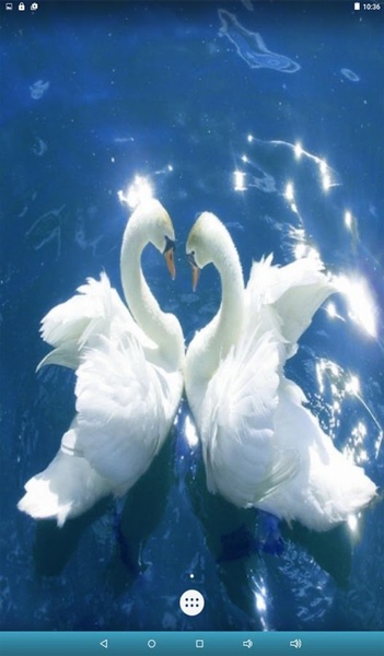 Love Birds Live Wallpaper - Preview 3