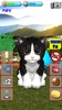 Talking Kittens screenshot 5