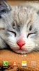 귀여운 고양이 라이브 배경화면 screenshot 9