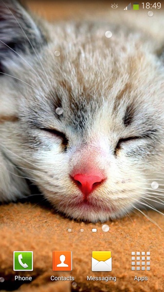 Cute Cats Live Wallpaper - Preview 9