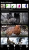 Russian Birds Songs screenshot 16