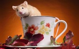 Teka-teki - lucu Hamster screenshot 6