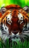 Tigers Live Wallpaper screenshot 5