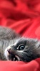 Kitty Cat Live Wallpaper screenshot 3