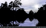 Forest Pond Free screenshot 1