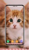 Kitten Wallpapers screenshot 13