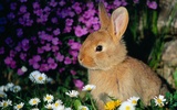 Puzzle - sevimli tavşanlar screenshot 6