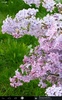 Lilacs Live Wallpaper screenshot 9