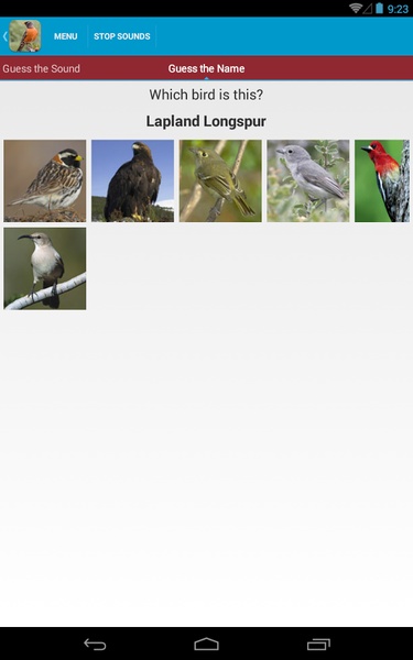North American Birds Sounds - Preview 3
