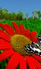 Schmetterling X screenshot 8