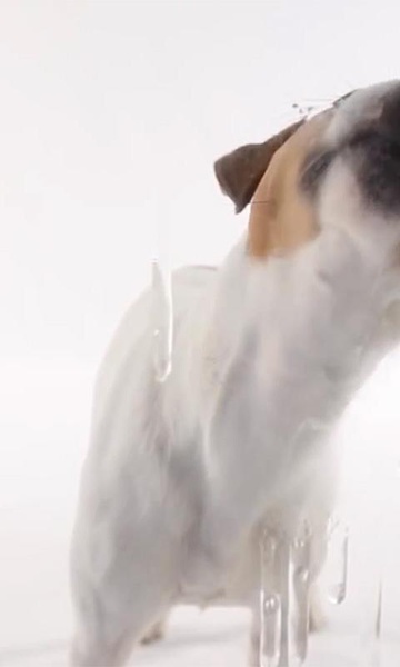 Dog Lick Screen Live Wallpaper - Preview 6