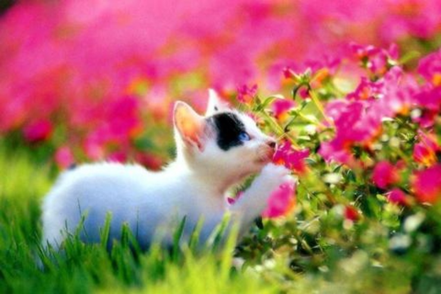 Cat Jigsaw Puzzles - Preview 3