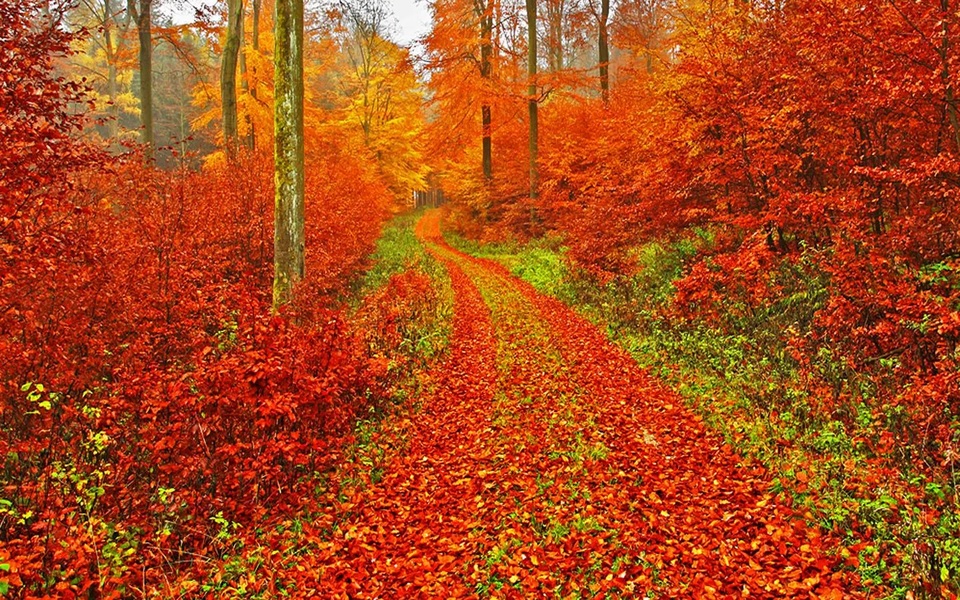 Autumn Landscape Wallpaper - Preview 1