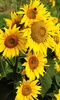 Sunflower Wallpaper screenshot 16