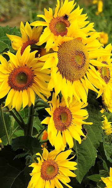 Sunflower Wallpaper - Preview 16