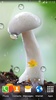 Mushrooms Live Wallpaper screenshot 9