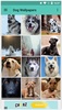 Dog Wallpapers (HD) screenshot 2