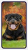 Rottweiler Dog Wallpapers screenshot 5