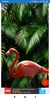 Flamingo Wallpaper: HD images, Free Pics download screenshot 1