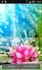 Magic Water Lotus LWP screenshot 2